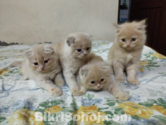 Persian kittens